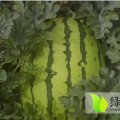 甘肃靖远丰抗八号西瓜在有半个月就要上市了