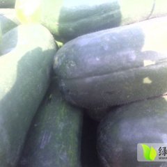 山东郯城大青皮冬瓜已经大量上市