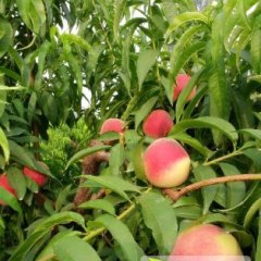 河南通许突围桃个大 耐运输