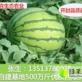 河南尉氏花皮无籽：永兴镇张凯