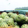 保定博野京欣西瓜