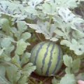 河北保定友谊瓜果苗木代办处
