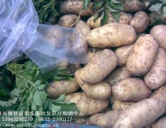 2011年山东土豆大量供应了