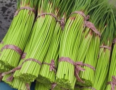 杞县早熟红帽蒜苔绿续大量上市，品相好