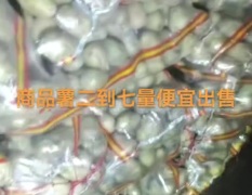 2026黑龙江土豆 土豆种薯出售