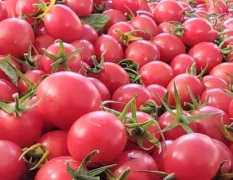 电白麻岗镇圣女果假一赔十 鼎极农业诚信合作