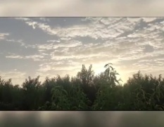 山西新绛油桃油桃大量有货 对接全国市场，点进来看看！