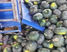 清凉城大量江栗三号南瓜大量有货源