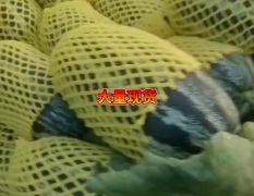 博洋甜瓜大量现货供应