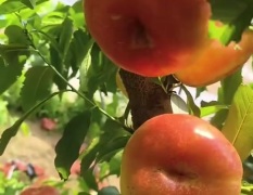 河北辛集蜜桃大量有货