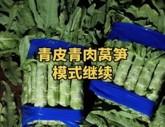 河北定州蔬菜青皮莴笋大量上市供应