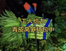河北定州供应青皮尖叶莴笋