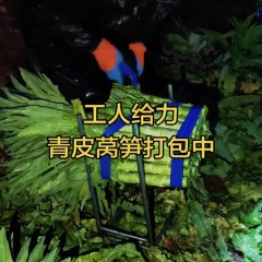 河北定州供应青皮尖叶莴笋