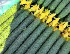 辽宁凌源黄瓜著名品种 质量优秀不要再等了！