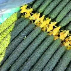 辽宁凌源黄瓜著名品种 质量优秀不要再等了！