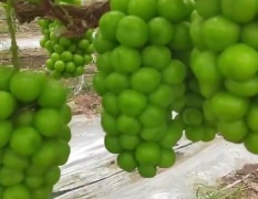 河南夏邑葡萄大量现货 有需要的微我