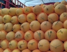新疆哈密本地种植，日照充足