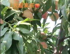 自家种植桃