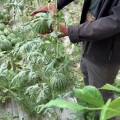 巴盟大棚小糖丸吊瓜，包甜包脆