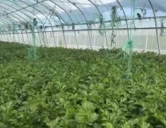 中宁县城周芹菜火热上市 姚宝泉诚信合作