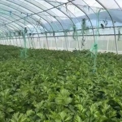 中宁县城周芹菜火热上市 姚宝泉诚信合作