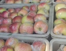辛集美八苹果大量有货，口感脆甜颜色好
