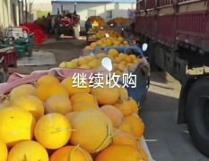 瓜州戈壁好瓜 正宗哈密瓜