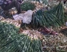 老板您好，自家基地分葱常年供货