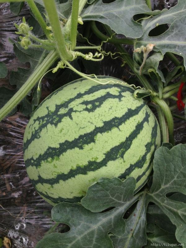 5月15日上海崇明岛西瓜价格继续攀升