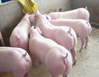 江苏亿达牧业常年低价面向全国出售纯种太湖母猪