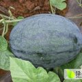 广西崇左驮卢镇西瓜成熟上市了！