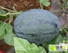 广西崇左驮卢镇西瓜成熟上市了!