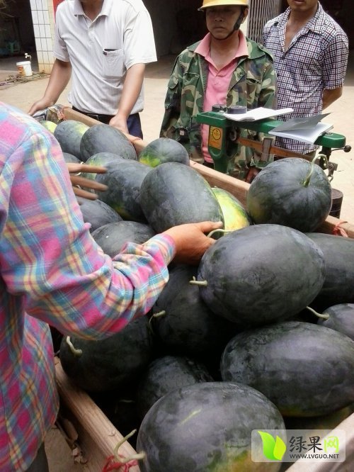 广西江洲黑美人 还有麒麟瓜