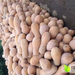 湖北嘉鱼小果，大果，金韩秘本邓自国