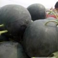 万亩黑美人，黑皮无籽，冠龙，龙卷风，黑金刚