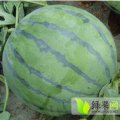 黑金刚、龙卷风、西农八、高亢、庆红宝大量上