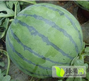 黑美人价格