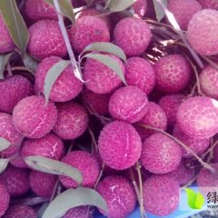 2015广东荔枝值得出手