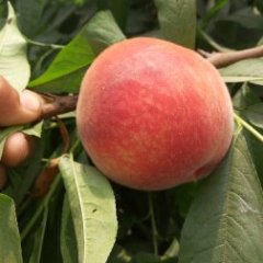 陕西郑三毛桃基地批发