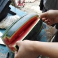 麦茬黑美人西瓜代办麻全亮