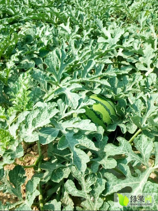 商丘楼店 晒晒我们的西瓜秧