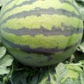 陕西大荔黑皮无籽：羌白镇大荔西瓜