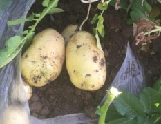 安丘荷兰十五土豆在5月25号左右就上市