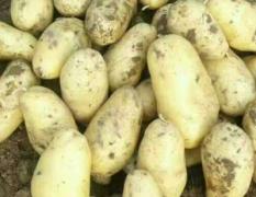 近期沃土土豆进入大量上市期