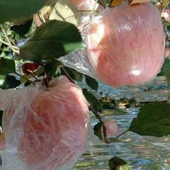 水晶富士苹果大批量供应