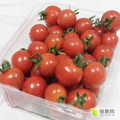 圣女果一件代发微店网店大量接单中