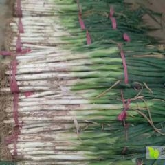 聊城沙镇剥皮大葱，产地直销，莫失良机！