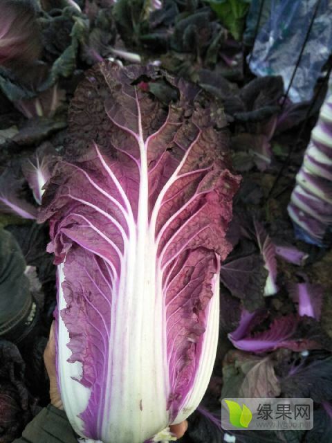 特色蔬菜紫色白菜花青素高营养丰富 白菜价格行情 蔬菜商情网