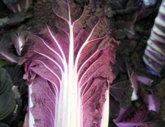 特色蔬菜紫色白菜花青素高营养丰富