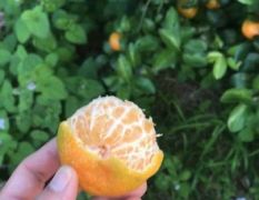 广西来宾市优质沙糖桔柑橘皇橘